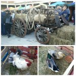 Agricultura Feira Medieval de Odivelas