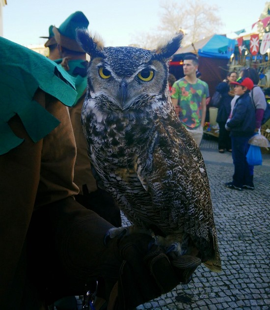 Coruja