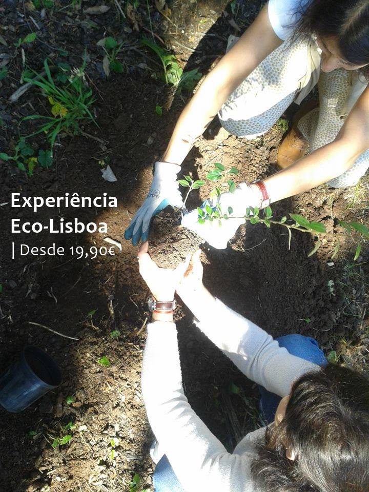 Experiência Eco-Lisboa - Passeio TukTuk + Plantação de Árvore