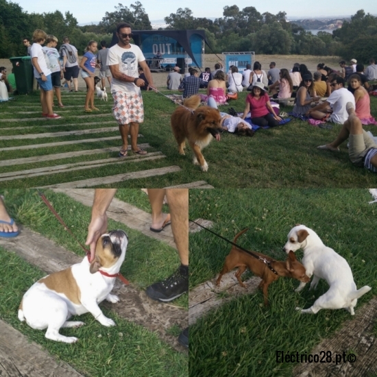 Cães no Meo Out Jazz