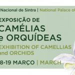 Exposição-Camélias-Orquídeas-Palácio-Nacional-Sintra