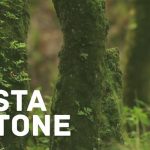 DIA-DA-FLORESTA-AUTÓCTONE-2017
